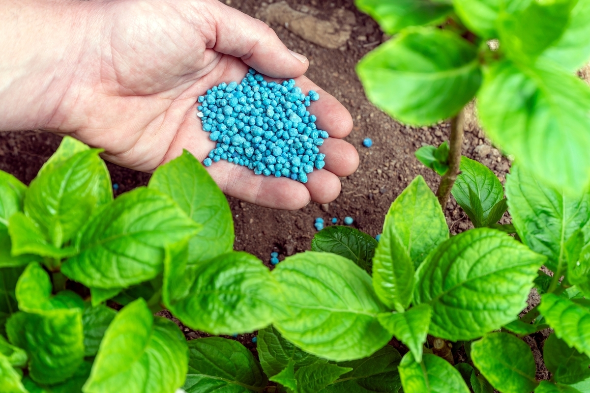 Best Fertilizer for Hydrangeas to Bloom: A Comprehensive Guide