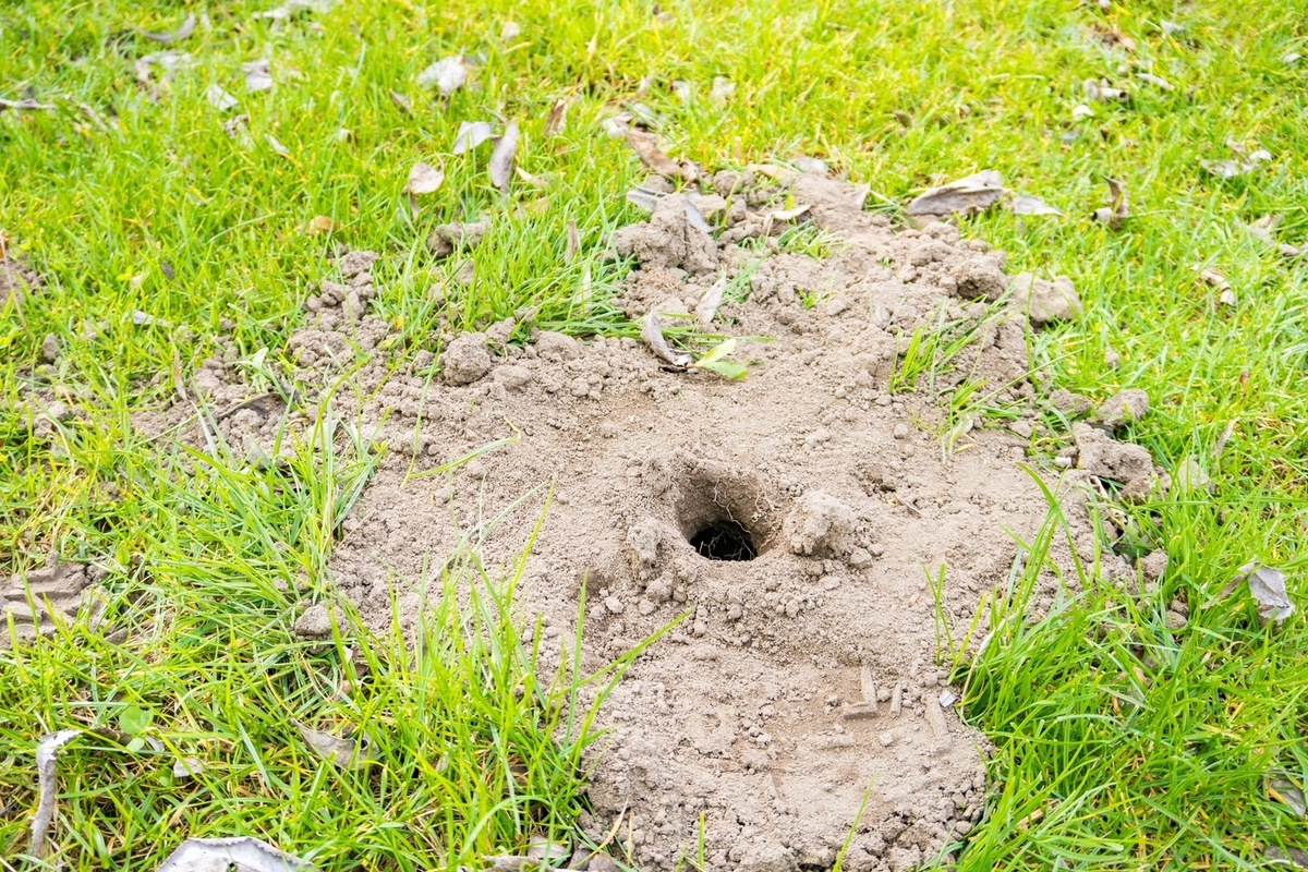 Effective Home Remedies to Get Rid of Ground Moles