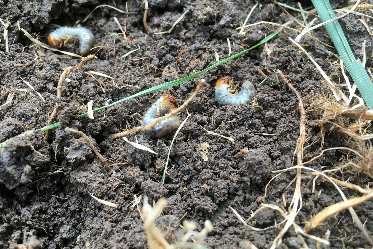 Effective Strategies to Eliminate Grubs from Your Lawn