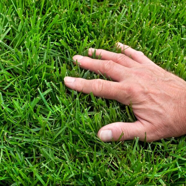 How to Overseed a Lawn: A Comprehensive Guide