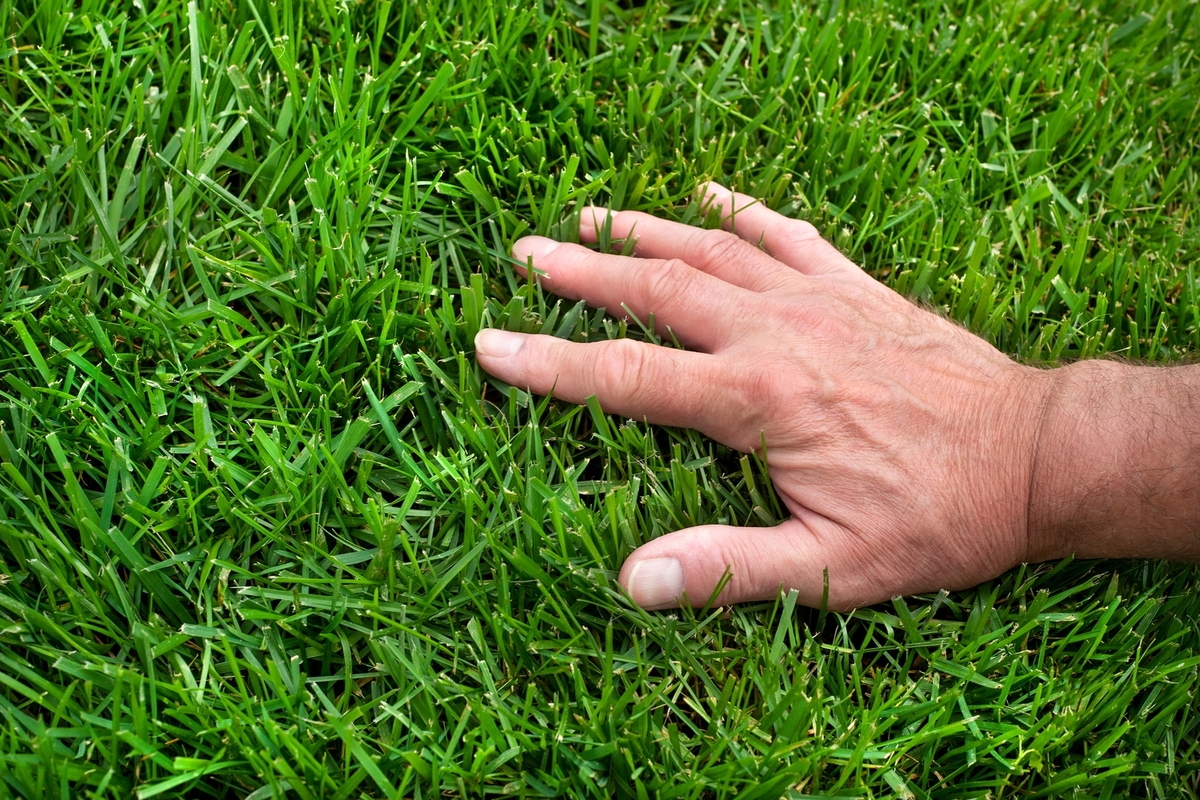 How to Overseed a Lawn: A Comprehensive Guide