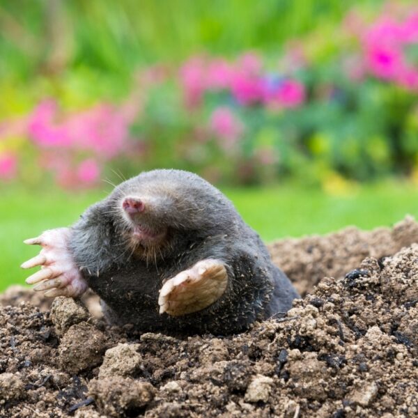 How to Permanently Get Rid of Moles in Your Yard