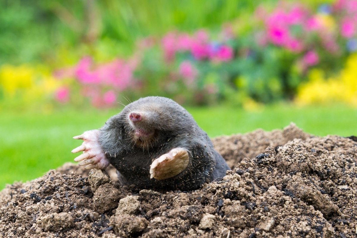 How to Permanently Get Rid of Moles in Your Yard