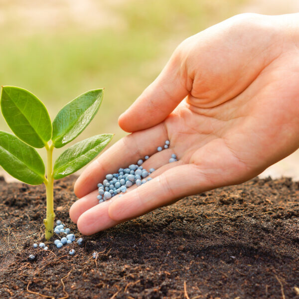 Natural Fertilizer for Hydrangeas: A Comprehensive Guide