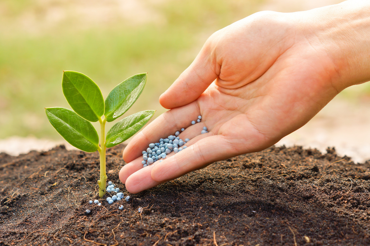 Natural Fertilizer for Hydrangeas: A Comprehensive Guide