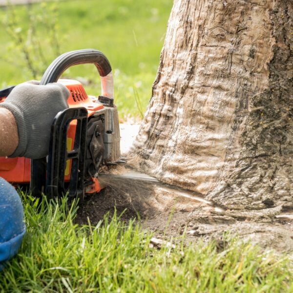 Tree Removal Services for Seniors Over 65: Ensuring Safety and Convenience