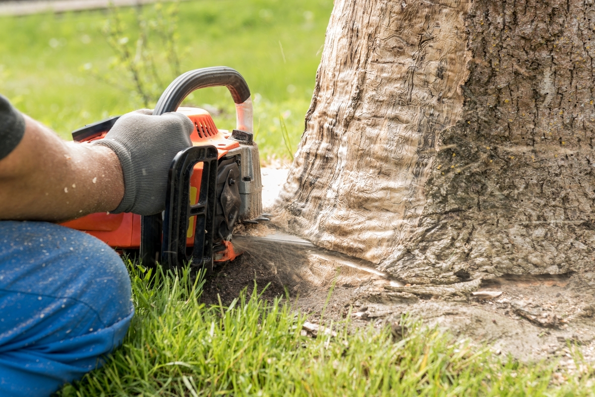 Tree Removal Services for Seniors Over 65: Ensuring Safety and Convenience